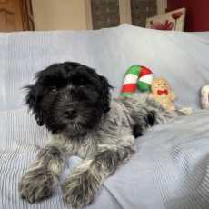 Chiot Schapendoes à adopter au prix de 1800 €