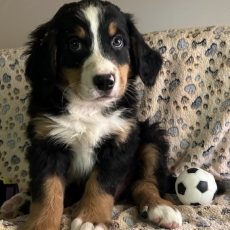 Bouvier Bernois chiot vendu 1980 €