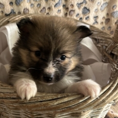 Chiot Colley Shetland à vendre au prix de 1280 € vacciné et identifié.