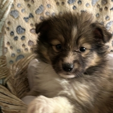 Chiot Colley Shetland à adopter au prix de 1280 €