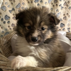 Adoption chiot Colley Shetland au prix de 1280 €