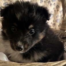 Chiot Colley Shetland à adopter au prix de 1280 €