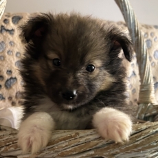 Colley Shetland chiot vendu 1280 €