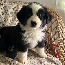 Adoption chiot Berger américain miniature au prix de 1480 €