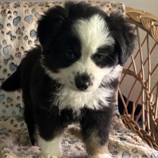 Adoption chiot Berger américain miniature au prix de 1480 €