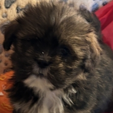 Lhassa Apso chiot vendu 1480 €