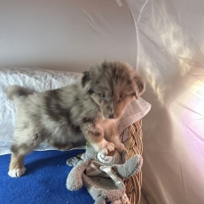 Berger australien chiot vendu 1480 €