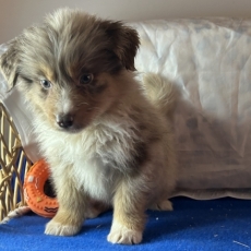 Acheter Berger australien bébé pour 1480 €