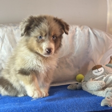 Berger australien chiot vendu 1580 €