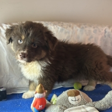 Acheter Berger australien bébé pour 1480 €