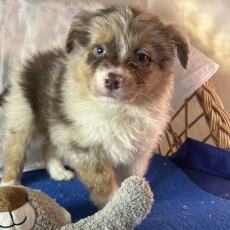 Berger australien chiot vendu 1580 €