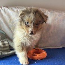 Chiot Berger australien à adopter au prix de 1480 €