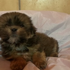 Chiot Lhassa Apso à adopter au prix de 1380 €