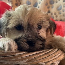 Acheter Bichon Havanais bébé pour 1480 €