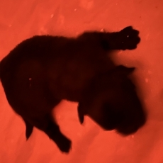 Chiot d'apparence de race Bichon Havanais à adopter.