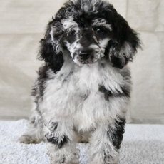 Chiot d'apparence de race Caniche Nain à adopter.