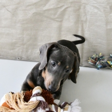 Cette petite femelle Teckel � poil ras propos�e � l'achat est n�e le 11/08/2025.