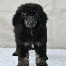 Ce petite m�le Caniche Nain propos� � l'achat est n� le 06/09/2025.