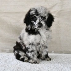 Ce petite m�le Caniche Nain propos� � l'achat est n� le 06/09/2025.