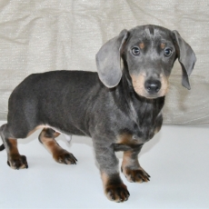 Chiot d'apparence de race Teckel � poil ras � adopter.