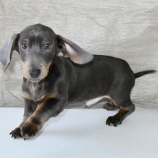 Chiot d'apparence de race Teckel � poil ras � adopter.