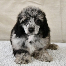 Chiot Caniche Nain � vendre au prix de 1800 � vaccin� et identifi�.