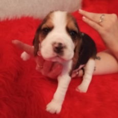 Beagle chiot vendu 750 €