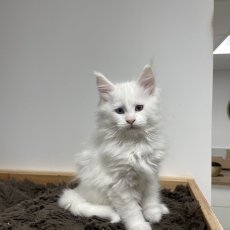 Cette petite femelle Maine Coon propos�e � l'achat est n�e le 07/10/2025.