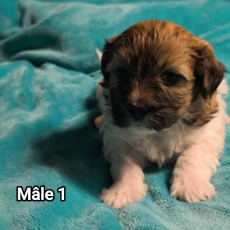 Chiot Coton de Tulear à adopter au prix de 1250 €