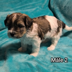 Acheter Coton de Tulear bébé pour 1250 €