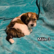 Adoption chiot Coton de Tulear au prix de 1250 €