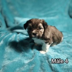 Acheter Coton de Tulear bébé pour 1250 €