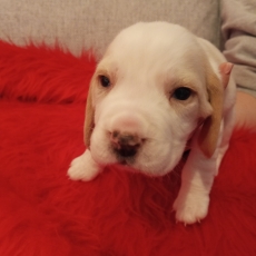 Adoption chiot Beagle au prix de 850 €