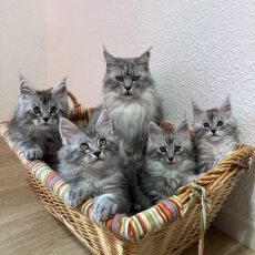 Adoption chaton Maine Coon au prix de 1200 €