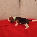 Chien Beagle proposé par l’élevage X.