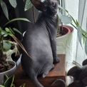 Adoption chaton Chat Sphynx au prix de 1200 €