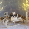 Shih Tzu disponible dans l'Orne