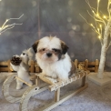 Chiot Shih Tzu de race – prix 1600 €.