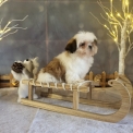 Shih Tzu disponible dans l'Orne