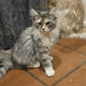 Chaton Maine Coon de race – prix 1100 €.