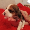 Chiot Beagle de race – prix 750 €.