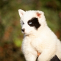 Chiot Laika de Yakoutie de race  en région Normandie.