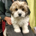 Chiot Coton de Tulear sans pedigree – prix 1300 €.