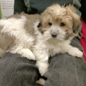 Chiot Coton de Tulear  vendre au prix de 1300  vaccin et identifi.