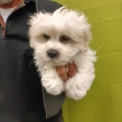 Chiot d'apparence de race Coton de Tulear  adopter.