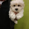 Chiot Coton de Tulear  vendre au prix de 1300  vaccin et identifi.
