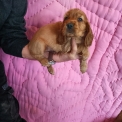 Chien Cocker Anglais Spaniel proposé par l’élevage la ferme des Carons.