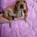 Adoption chiot Cocker Anglais Spaniel au prix de 1400 €