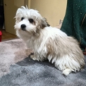 Chiot Coton de Tulear sans pedigree – prix 1300 €.