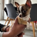 Chihuahua chiot vendu 690 €